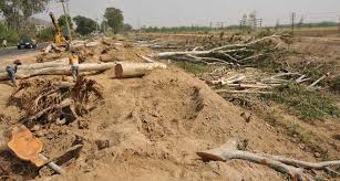 Image result for punjab road tree cutting