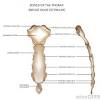 The thoracic cage (rib cage) forms the thorax (chest) portion of the body. Https Encrypted Tbn0 Gstatic Com Images Q Tbn And9gcqw0jfpyqtslz2 Rp4nmkryxlypeslsd8flx5qdhizm0op7d5l2 Usqp Cau