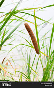 Adding pond plants is a relaxing way to beautify a water garden. Cattail Reedmace Plant Image Photo Free Trial Bigstock