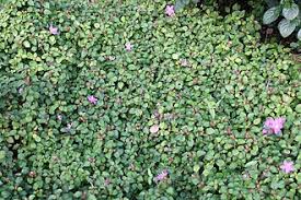 Image result for Dissotis multiflora