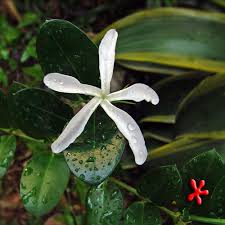 Image result for Carissa macrocarpa