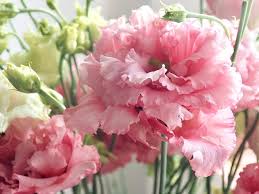 Image result for eustoma flamenco