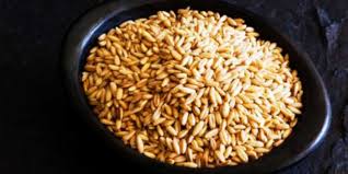 Image result for Avena sativa
