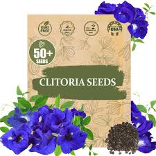 Image result for Clitoria ternatea