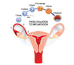 Pin On Pregnancy