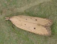 Image result for Nothris verbascella