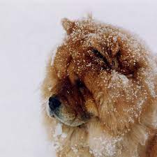 A french name that means brown one. 8. Chinese Names For Dogs Male And Female Options