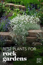 18 Beautiful Plants That Will Thrive In Rock Gardens In 2020 Rock Garden Plants Rockery Garden Rock Garden Landscaping