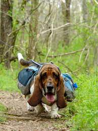 Dog and cat breeders are regulated by the texas department of licensing and regulation, p.o. Basset Hound Puppies Austin Texas The Y Guide