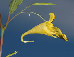 Image result for Balsaminaceae