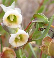 Image result for Agelanthus zizyphifolius