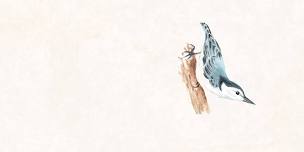 The Ballroom Thieves