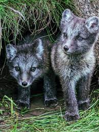 What Are Some Adaptations Of An Arctic Fox