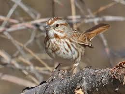 Song Sparrow Identification All About Birds Cornell Lab Of