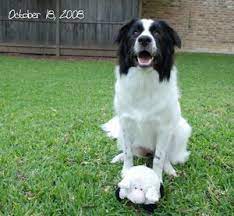Border Collie Great Pyrenees Cross Great Pyrenees Dog Mom Best Dogs