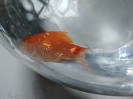 We did not find results for: My Big Gold Fish Fin Are Eaten By The Small New Gold Fish So I Seperate The My Aquarium Club