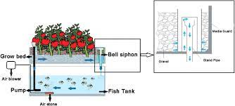 Schematic Layout Of Recirculating Simple Media Based Growing Bed Download Scientific Diagram