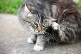 Find out how to help your cat. Flea Prevention Is Important For Cats Too Corydon Animal Hospital