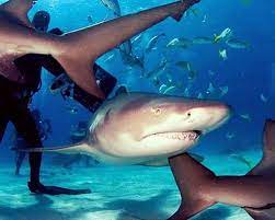 33 Best Things To Do In Mazatlan Part 1 Casa Lucila Hotel Boutique Mazatlan Best Beaches To Visit Swim With Sharks