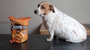 Последние твиты от fat dogs™ (@fat_dogs). Obese Two Stone Dog Was So Fat She Couldn T Jump On Sofa After Gorging On Doritos Mirror Online