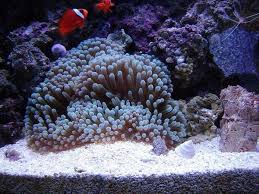 Image result for Aneilema spekei