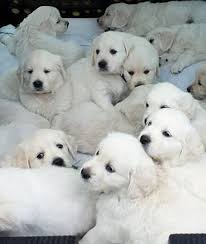 Golden Retriever Puppies 12 Adorable Litters Of Baby Animals Mom Me Puppies Retriever Puppy Dogs
