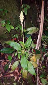 Image result for Platylepis glandulosa