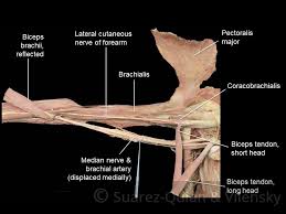 This is a table of skeletal muscles of the human anatomy. Muscles Of The Upper Arm Biceps Triceps Teachmeanatomy
