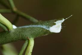 Image result for Synadenium cameronii