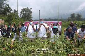 Check spelling or type a new query. Tomat Corona Buat Petani Kelurahan Gantiang Padang Panjang Sumringah Berita Minang