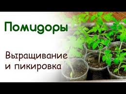 когда сажать помидоры на рассаду по лунному календарю 2019 Sroki Posadki I Uhoda Za Tomatami Soglasno Lunnomu Kalendaryu V 2019 Godu Vremya Pikirovki Poliva Podkormok Vremya Vysazhivat V Grunt Posadka Pomidory Sovety