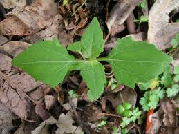 Image result for Sigesbeckia orientalis