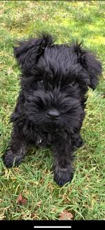 Black And Silver Miniature Schnauzer Indi Black And Silver Miniature Schnauzer 9weeks Old Cute Puppies Dogs Miniature Schnauzer