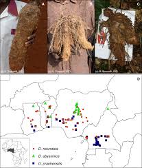 Image result for Dioscorea praehensilis