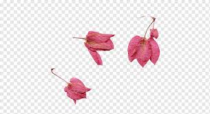 Our selection of funeral flower arrangements can help you express your sympathy. Condolences Png Images Pngwing