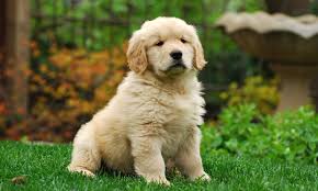 Golden Retriever Puppy For Sale How Much They Cost And Why