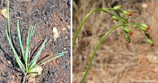 Image result for Tulbaghia acutiloba