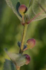 Image result for Ficus pygmaea