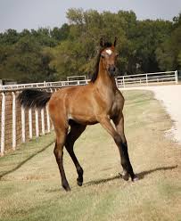 Egyptian Arabians Of 2014 Egyptian Arabian Horses Beautiful Horses Horses