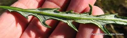Image result for Senecio polyanthemoides