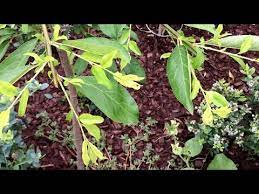 Update Ultra Dwart Santa Rosa Plum Youtube Santa Rosa Urban Garden Plum Fruit