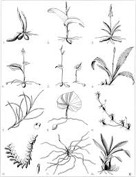 Image result for Bolusiella iridifolia