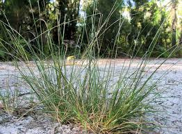 Image result for Sporobolus natalensis