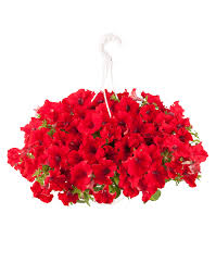 Dorotheanthus mezoo aptenia has a trailing habit with red flowers and succulent variegated thick fleshy leaves.the leaves seem to store water which makes it a idea plant to grow with succulents. Surfinia Early Trailing Red The No 1 Petunia Brand Colors Your City
