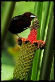 Birds That Start With A C What Are The Things To Consider When Having An Evening Garden With Images How To Attract Birds Bird Aviary Birds