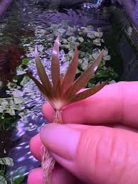 Image result for Xyris natalensis