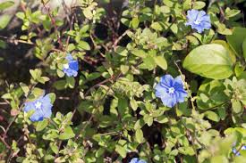 アメリカンブルーの花にはどんな種類や色がある 植物navi