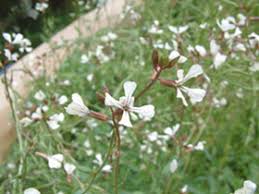 Image result for Raphanus raphanistrum