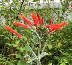 Image result for Dicliptera pumila