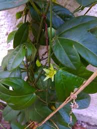 Image result for Rhynchosia holosericea